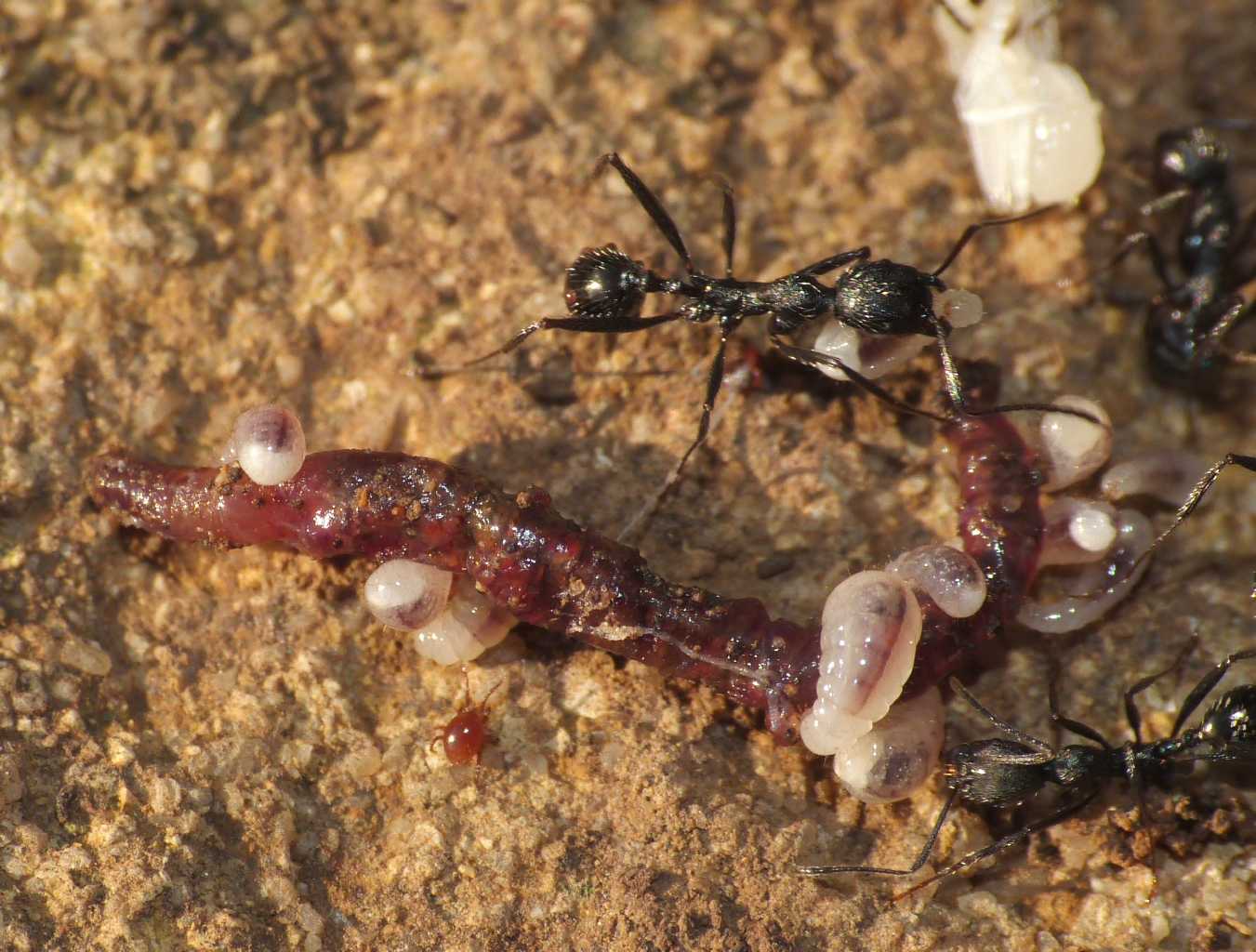 Aphaenogaster spinosa; si mangia a buffet